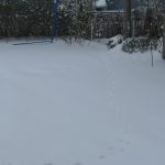 Die Katze hat die ersten Spuren im Schnee gemacht.