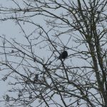Winiger Vogel im winterlichen Baum
